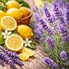 Lemon Lavender