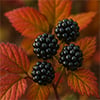Autumn Blackberry